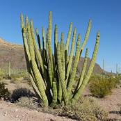 Organ Pipe Cactus NM 03